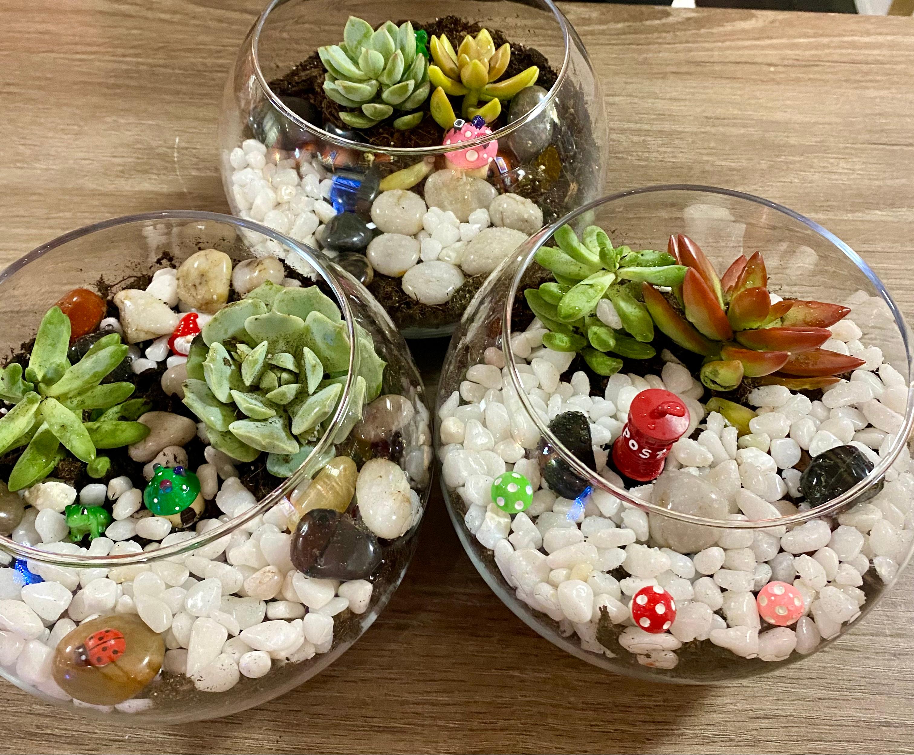 Terrarium Making Workshop